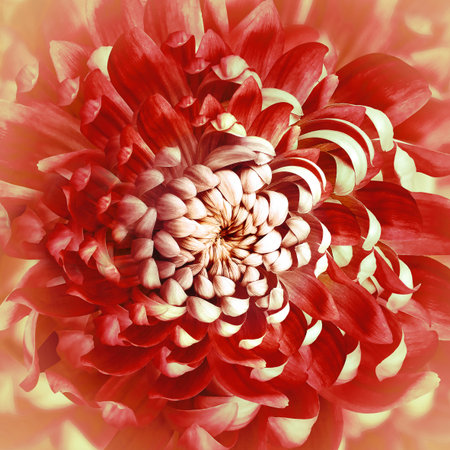 Red chrysanthemum flower. Floral background .. Close-up. Nature.の写真素材