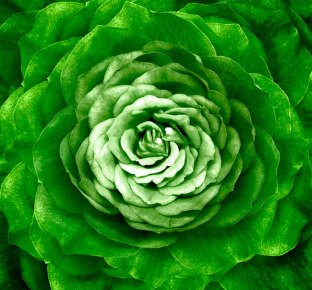 rose green flower. floral background. closeup. Nature.の写真素材