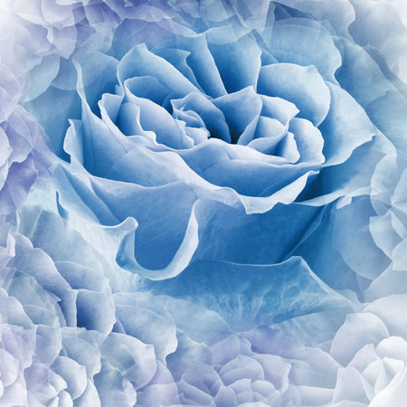 flower blue rose. floral background. close-up. Nature.の写真素材