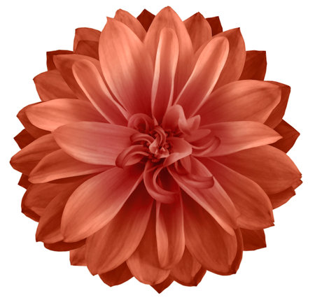 watercolor dahlia flower red. Flower isolated on white background.の写真素材