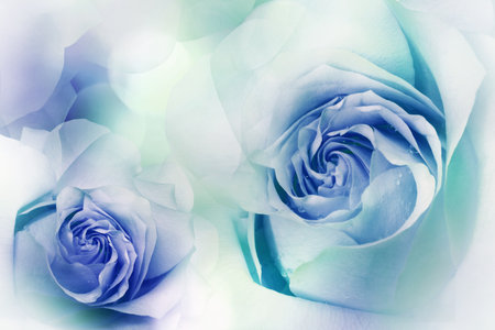 Flowers blue-turquoise roses. Floral background. . Close-up. Nature.の写真素材