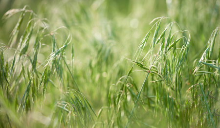 green ears of wheat on a background of green grass in the field