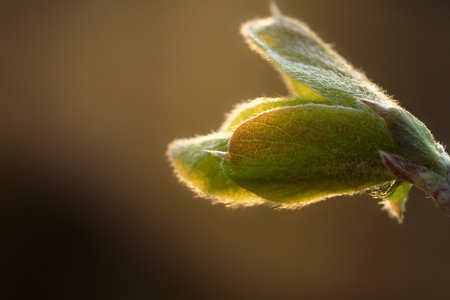 Macro shot of a young green leaf on a blurred background.