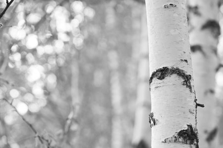birch forest in black and white, soft focus, shallow DOFの写真素材