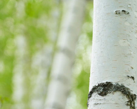 birch forest in sunlight in the morning - selective focus pointの写真素材
