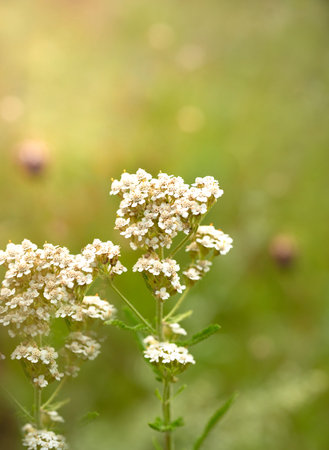White flowers of yarrow (Achillea millefolium)の写真素材