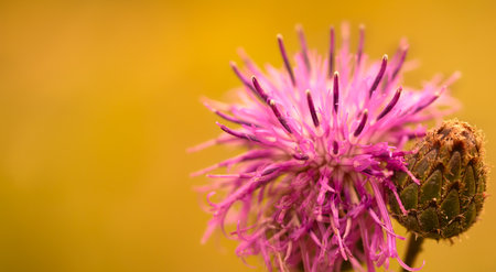Close-up of a purple thistle flower with shallow depth of field
