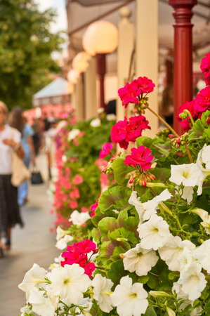 Colorful flowers on the street in summer. Beautiful flowers in the city.の写真素材
