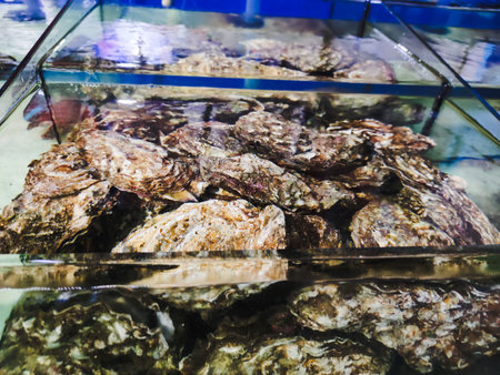 Fresh oysters in the fish market. Seafood and healthy food.の写真素材