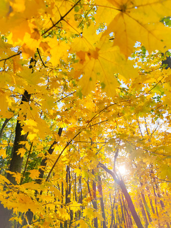 Yellow maple leaves in the autumn forest. Beautiful nature scene with sunlight