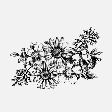 Engraved hand drawn illustrations of ornate chamomile, rosehips, thyme. Flower buds, leaves and stems.のイラスト素材