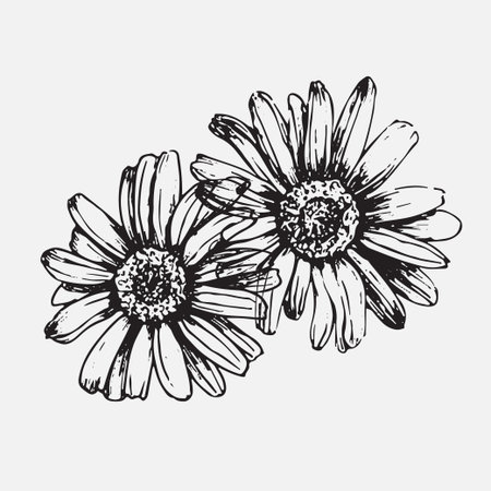 Engraved hand drawn illustrations of ornate chamomile. Flower buds, leaves and stems.のイラスト素材