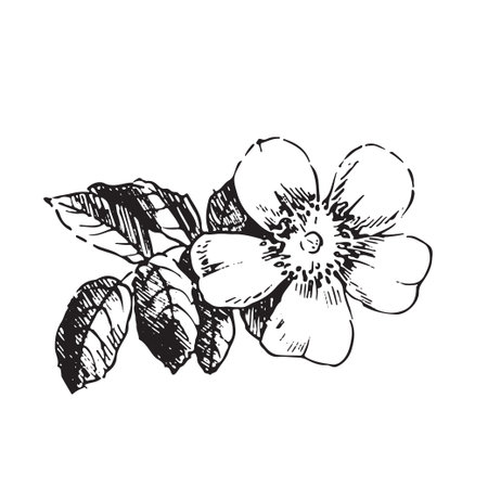 Engraved illustrations of ornate rosehips. Flower buds, leaves and stems.のイラスト素材