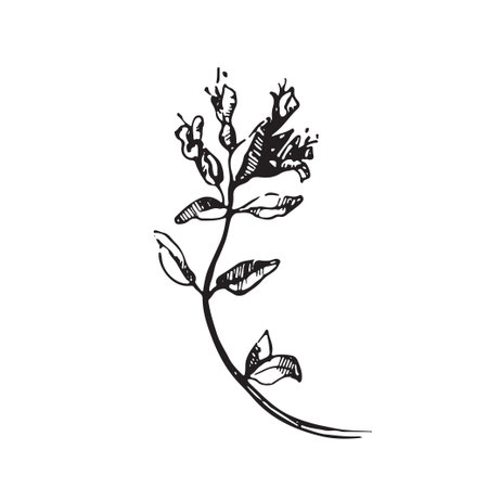 Engraved illustrations of ornate thyme. Flower buds, leaves and stems.のイラスト素材