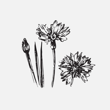 Engraved hand drawn illustrations of ornate chamomile. Flower buds, leaves and stems.のイラスト素材