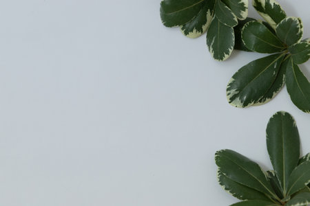 Beautiful green leaves isolated on white background.