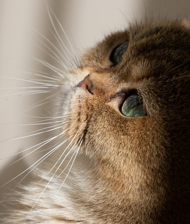 close-up of golden scottish fold cat with green eyesの写真素材