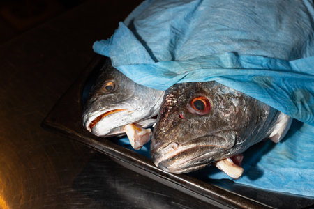 two heads of fresh fish covered with a blue towel to maintain moisture