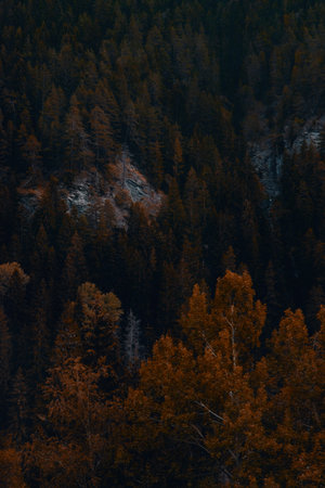 Autumns Palette: A Symphony of Gold and Green in the Alpine Forestの写真素材