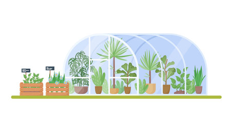 Plants growing in pots or planters inside glass greenhouse. Glasshouse or botanical garden. Modern home gardening, potted plants and flowersのイラスト素材