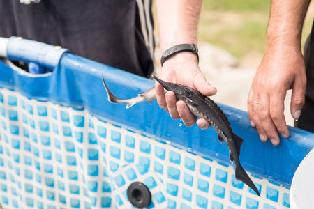 Men's hand holds little sturgeon, nature, farmの写真素材