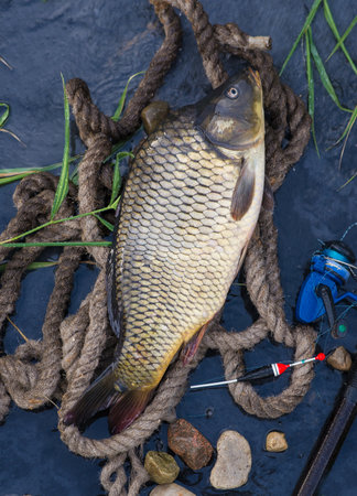 Fishing catch. The Common Carp, Cyprinus Carpio. In Central Europe, fish is a traditional part of a...