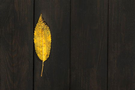 Autumn leaves on a wooden background with dark planks in the autumn season with colorful autumn leaves i various colors in the fallの写真素材