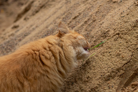 Beautiful purebred ginger cat eats grass, sits on yellow sandの写真素材
