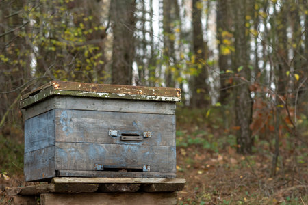 Old beehive in autumn forest close up place for textの写真素材
