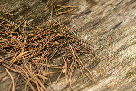 Texture pine needles against the background of old boards, autumnの写真素材