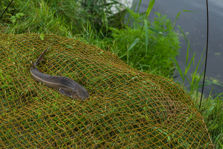 Catching freshwater fish and fishing rod with fishing reel on green grass. Carp, Crucian fish or...