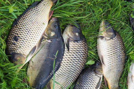 Catching freshwater fish and fishing rod with fishing reel on green grass. Carp, Crucian fish or Carassius on green grass.の写真素材