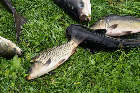 Catching freshwater fish and fishing rod with fishing reel on green grass. Carp, Crucian fish or Carassius on green grass.の写真素材
