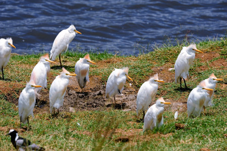 Africa, Tanzania, Ngora-Ngoraの写真素材