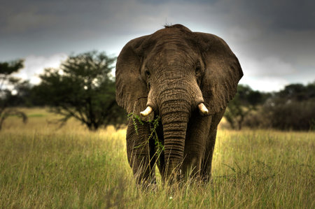 Elephant in savanna, Africa, Tanzania, savannahの写真素材