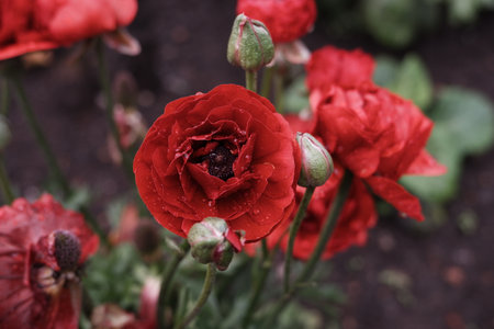 Ranunculus. Red poppies with water drops on petals in the gardenの写真素材
