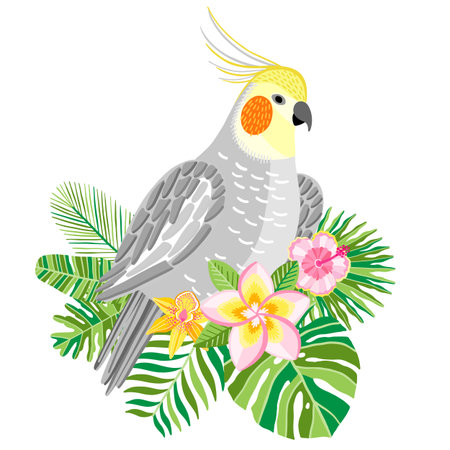 Parrot cockatiel vector, tropical bird ilustrationのイラスト素材