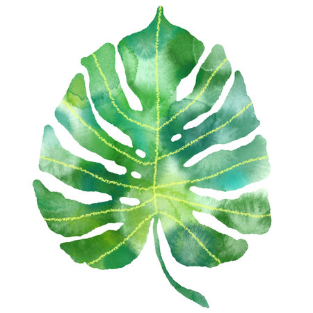 Watercolor tropical monstera leaf. Exotic plant illustrationの写真素材