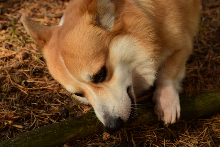 corgi boy play with stickの写真素材
