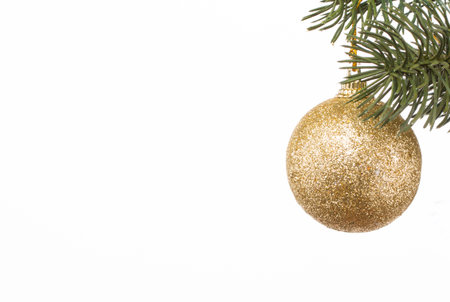 gold bump is on the fir branch on a white backgroundの写真素材