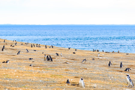 Magellanic penguins in natural environment on Magdalena island, Patagonia, Chile, South Americaの写真素材