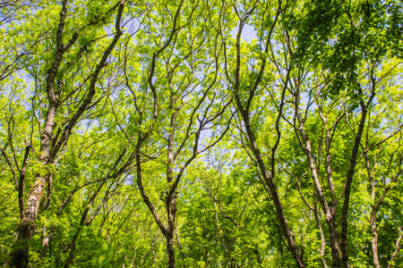 natureの写真素材