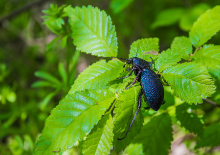 insectの写真素材