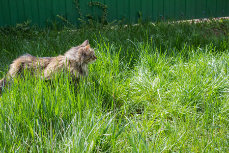 animalの写真素材