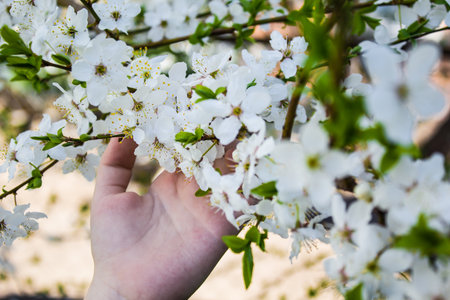 bloomの写真素材