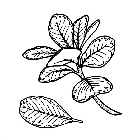 Outline botanical vector illustration of leaves with visible veins. Hand-drawn floral element with a bush branch. Perfect for creating graphic resource in line art style and product packaging design.のイラスト素材