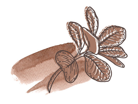 Floral arrangement in the 2025 color of the year Mocha Mousse. Hand drawn outline plant with watercolor stain and warm brown tone. Perfect for creating trendy graphic resource and stylish web design.の写真素材
