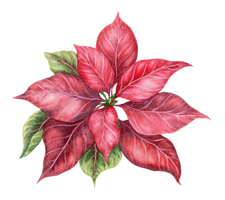 Red Poinsettia flower hand drawn in watercolor with sparkling and pencil textures. Elegant festive botanical design element. Perfect for Christmas card and other template or seasonal winter project.の写真素材