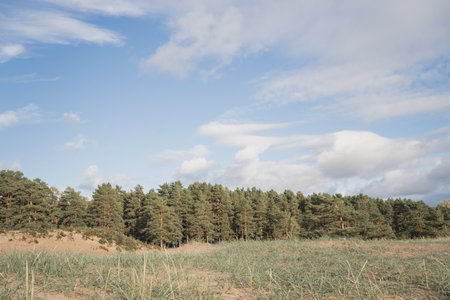Beautiful forest in sunny weather. Beautiful photo of nature with clear blue sky. A strip of spruce...