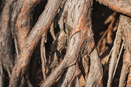 Huge tree roots. Background of different wood textures. Close-up of big rootsの写真素材